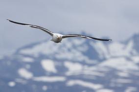 Albatros ojeroso 2.jpg