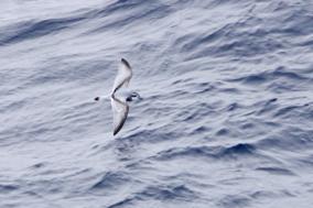 Petrel azulado.jpg