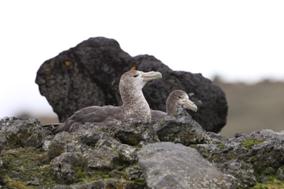Petrel gigante del sur.jpg