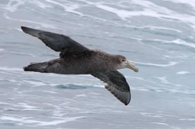 Petrel gigante del sur 2.jpg