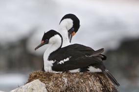 Cormoran imperial.jpg