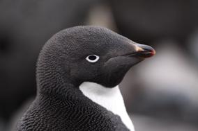 Pingino de Adelia.jpg