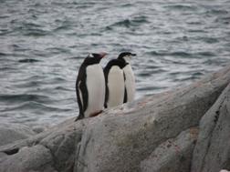 Los tres pinginos.JPG