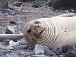 Antartida 012 (2).JPG