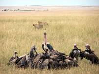 Descripcin: Descripcin: Descripcin: Descripcin: Descripcin: Descripcin: Descripcin: Descripcin: buitres.jpg