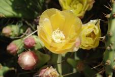 Descripcin: Descripcin: Descripcin: Descripcin: Descripcin: Descripcin: Descripcin: Descripcin: IMGP0140.JPG