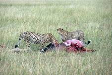 Descripcin: Descripcin: Descripcin: Descripcin: Descripcin: Descripcin: Descripcin: Descripcin: guepardos.jpg