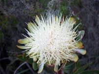 Descripcin: Descripcin: Descripcin: Descripcin: Descripcin: Descripcin: Descripcin: Descripcin: Kili014.jpg