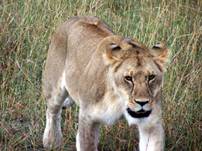 Descripcin: Descripcin: Descripcin: Descripcin: Descripcin: Descripcin: Descripcin: Descripcin: leonaacecho.jpg