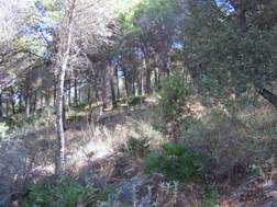 Sierra_Mijas 012.JPG