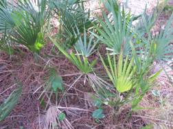 Sierra_Mijas 015.JPG